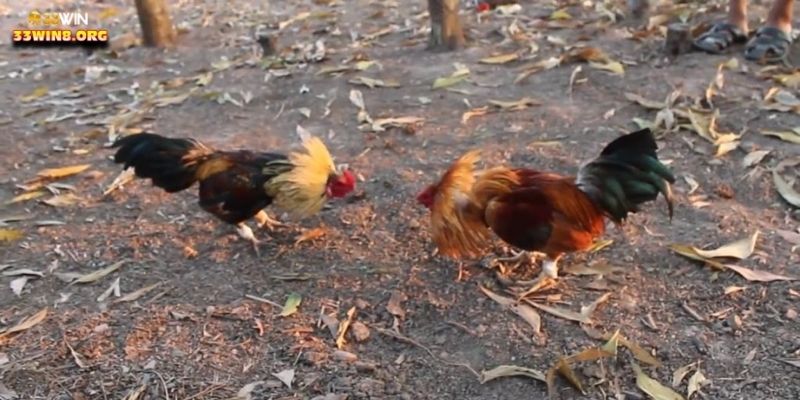 Tổng quát về sảnh cá cược đá gà trực tuyến