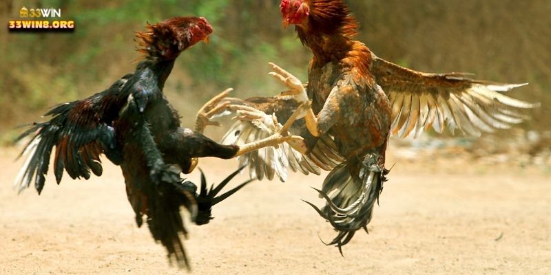 Trải nghiệm chơi cá cược tại sảnh